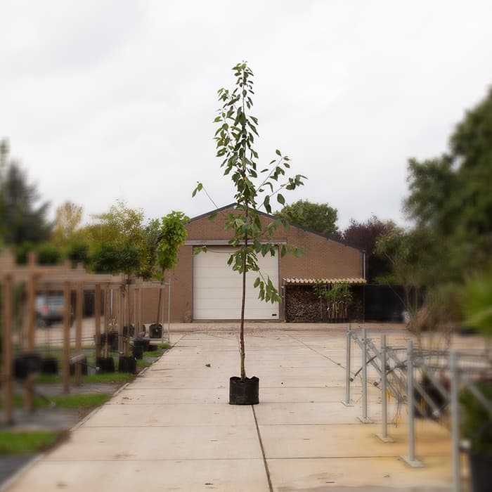 Großer Kirschbaum Prunus a 'Varikse zwarte'