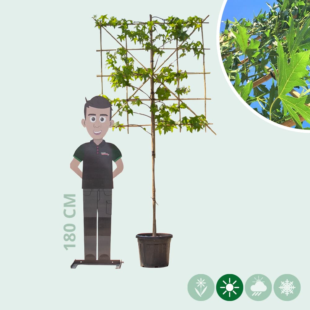 Amberbaum als Spalier