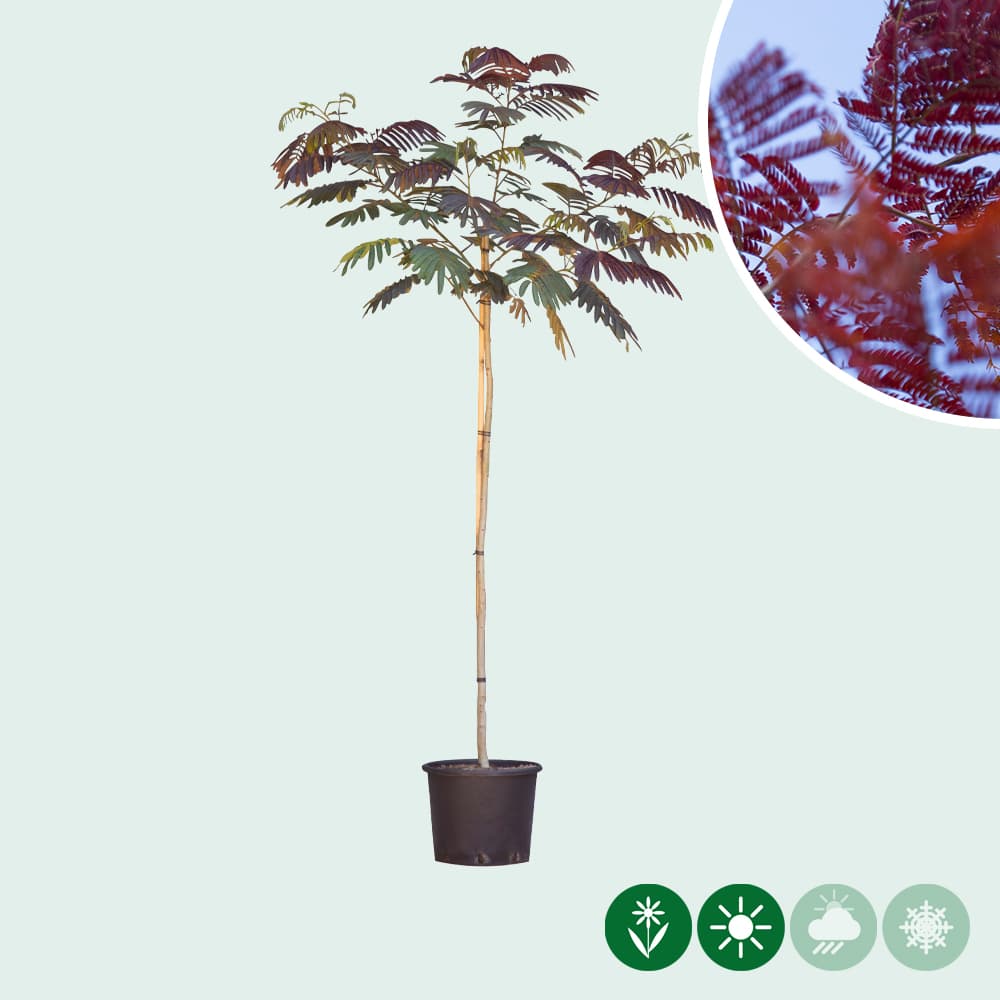Roter Persischer Schlafbaum