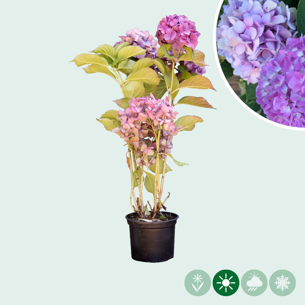 Hortensie