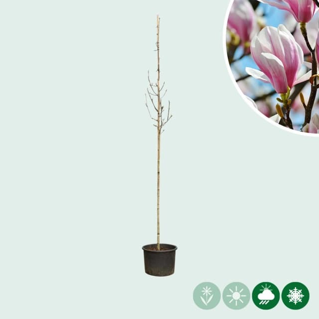 Magnolie 'Soulangeana'
