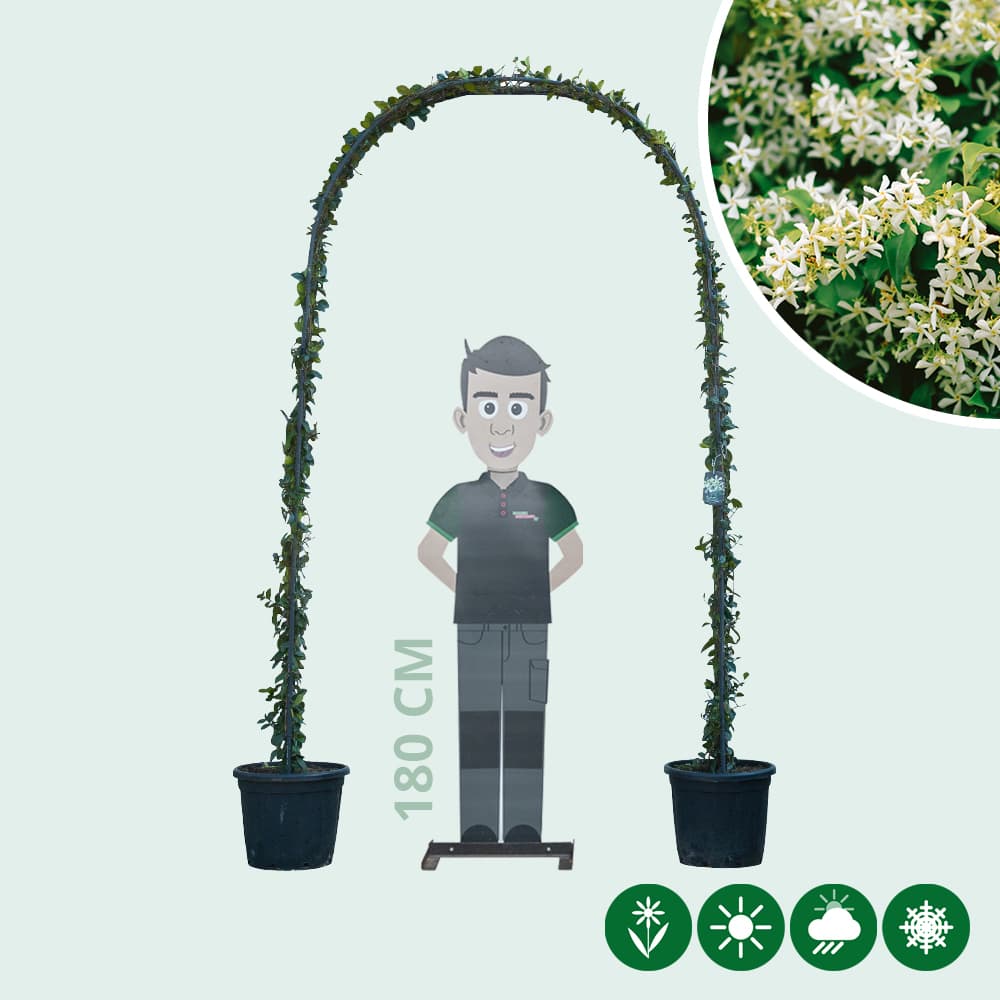 Sternjasmin Bogenform