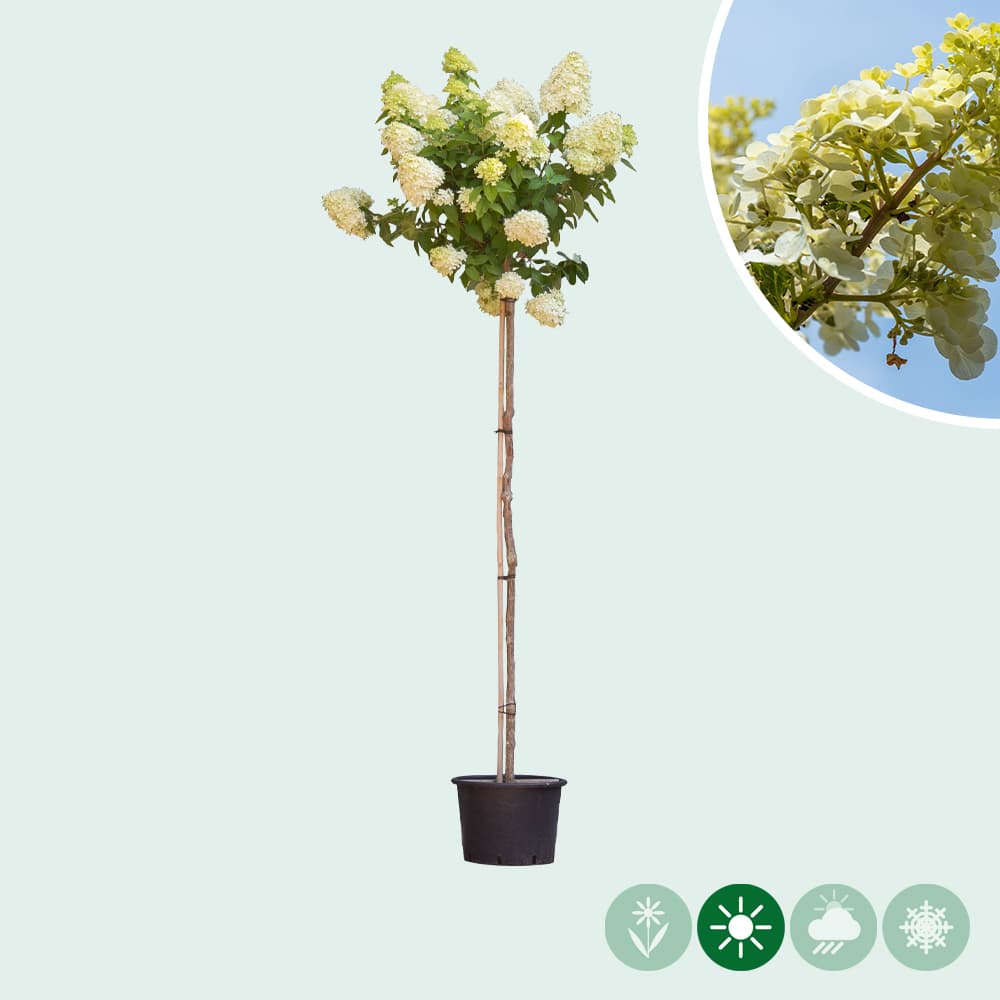 Hortensie 'Lime light'