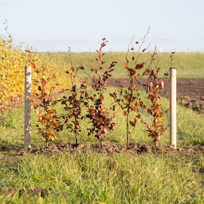 Blutbuchenhecke pro Meter einreihig 2