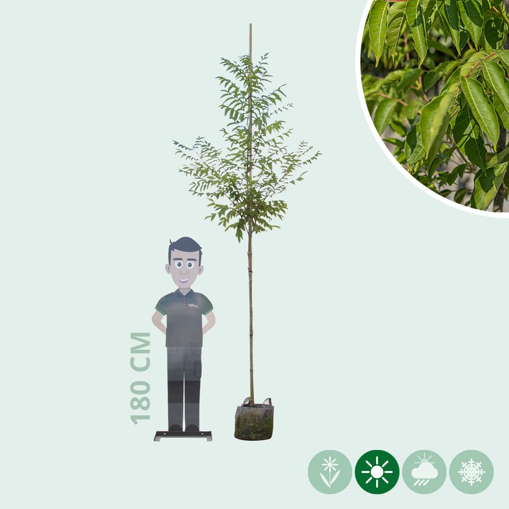 Bienenbaum