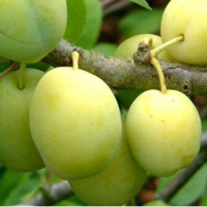 Prunus domestica Reine Claude Verte 2