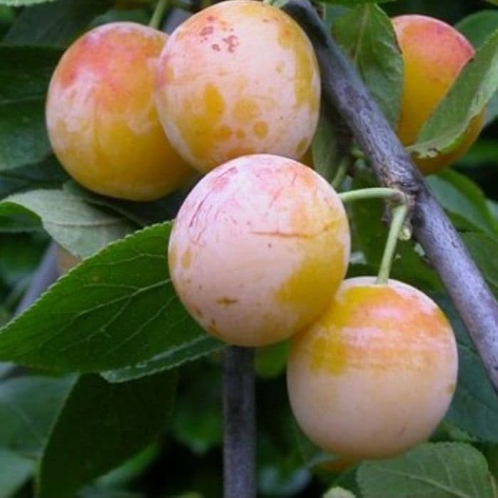 Prunus domestica Mirabelle de Nancy 2