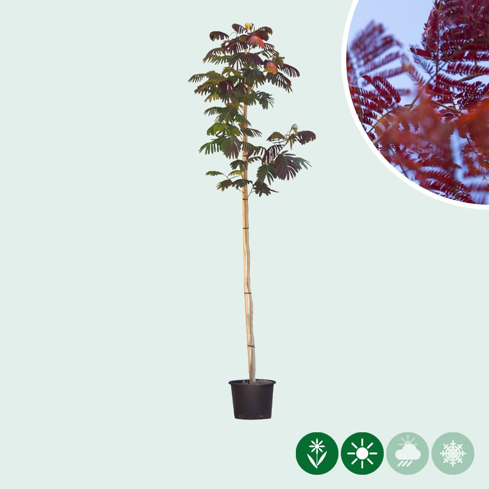 Roter Persischer Schlafbaum