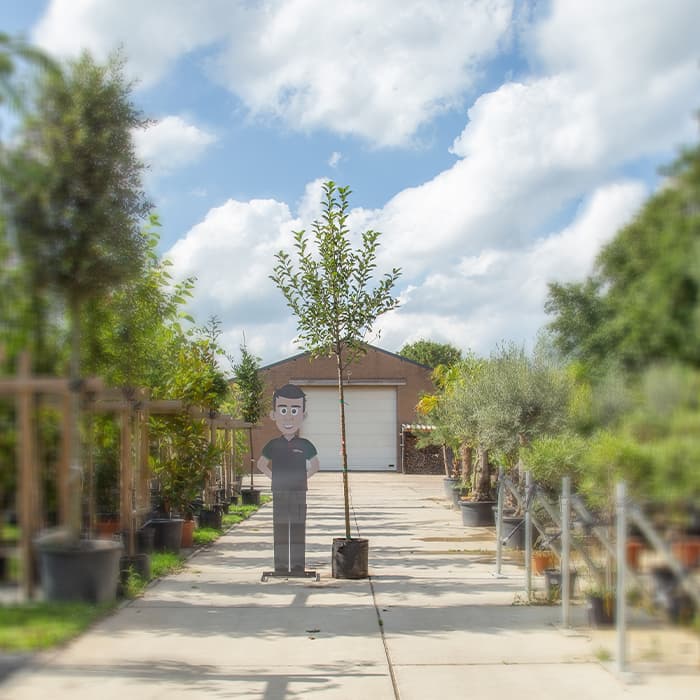 Großer Apfelbaum Jonagold