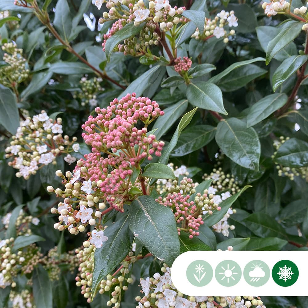 Schneeball kegelförmig