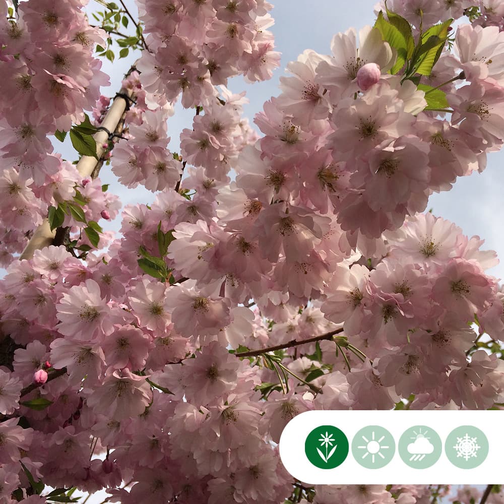 Japanische Blütenkirsche 'Autumnalis Rosea'