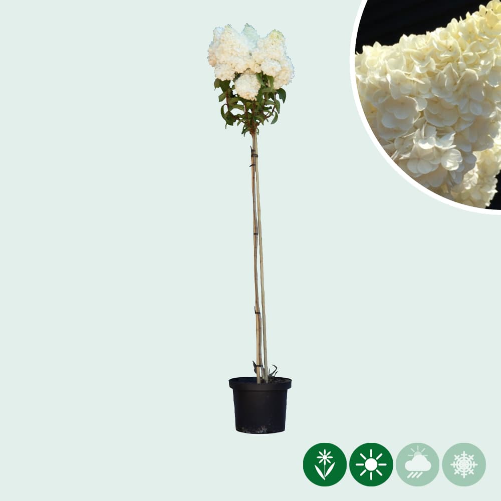 Hortensie 'Vanille Fraise' Halbstamm
