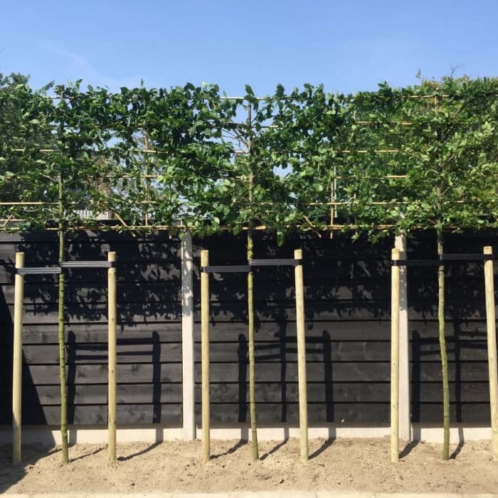 Hainbuche als Spalier