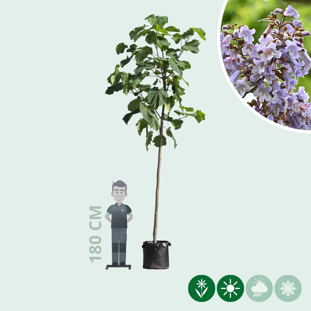 Blauglockenbaum