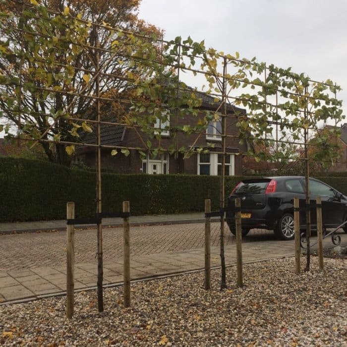 Zierbirne als Spalier