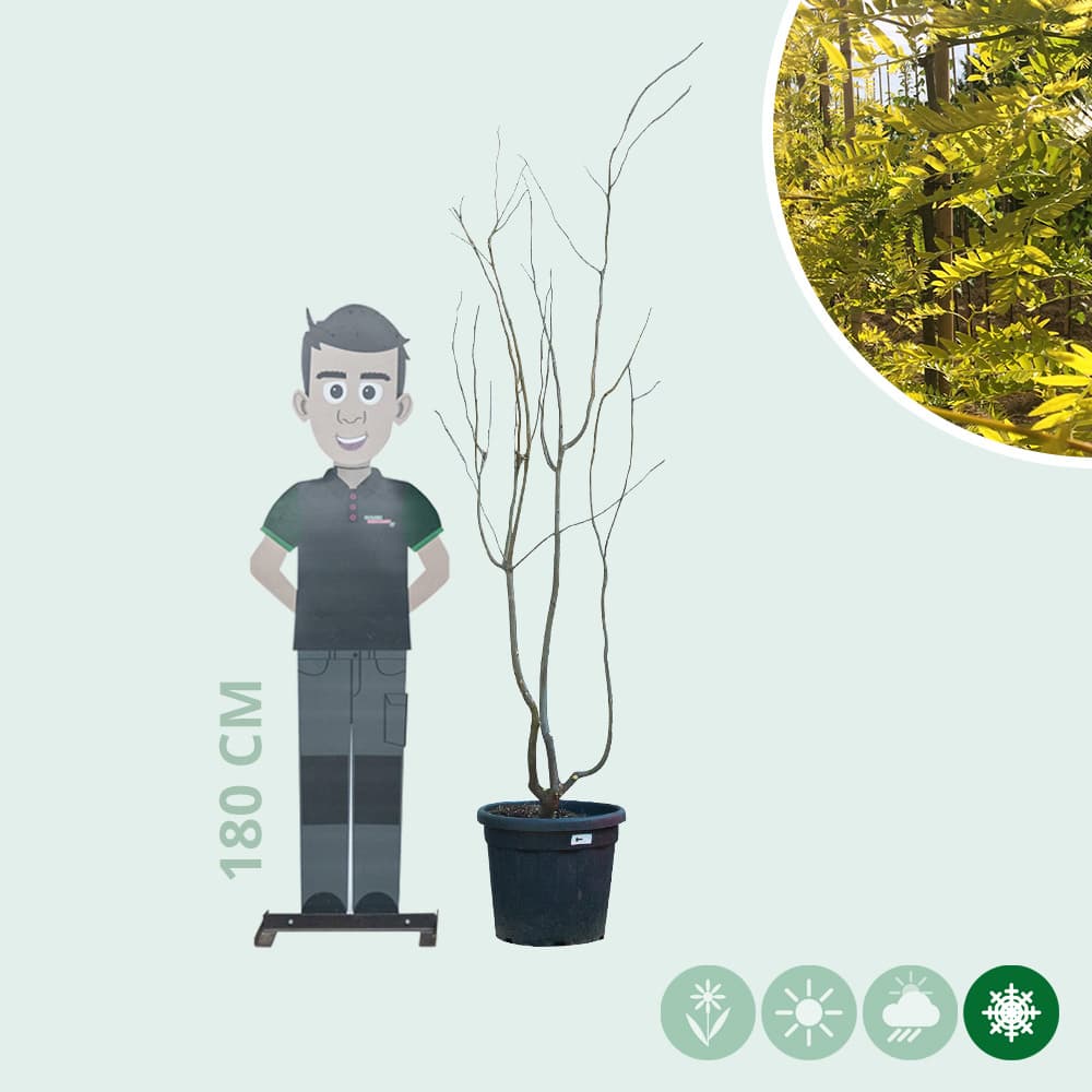 Gelber Dornenloser Lederhülsenbaum mehrstämmig