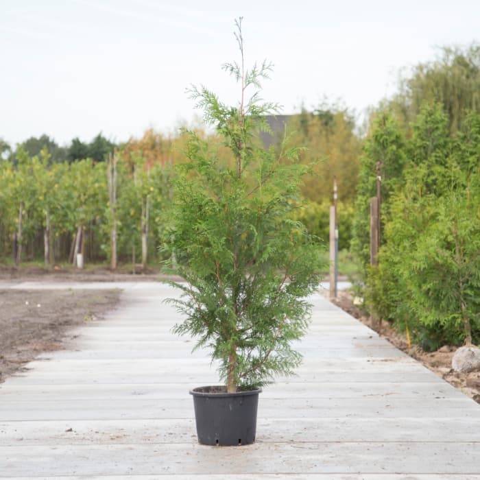 Konifere 'Excelsa'