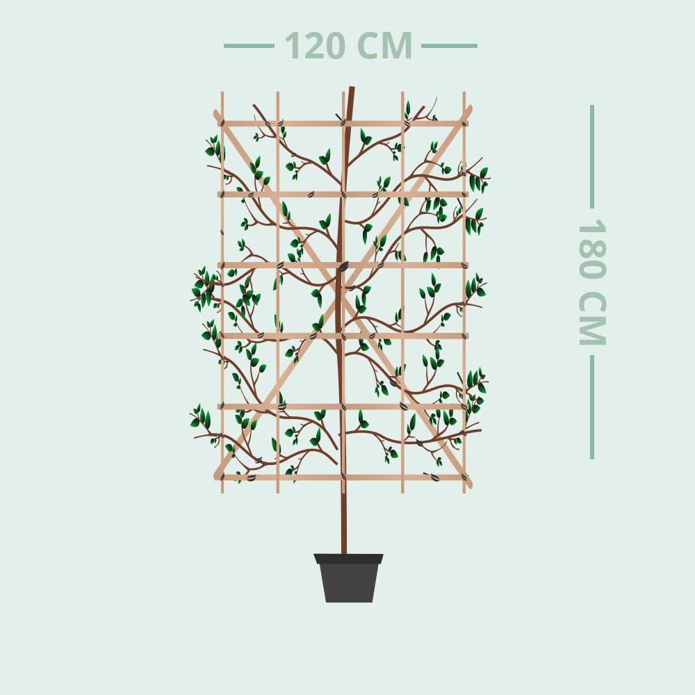 Amberbaum Heckenelement