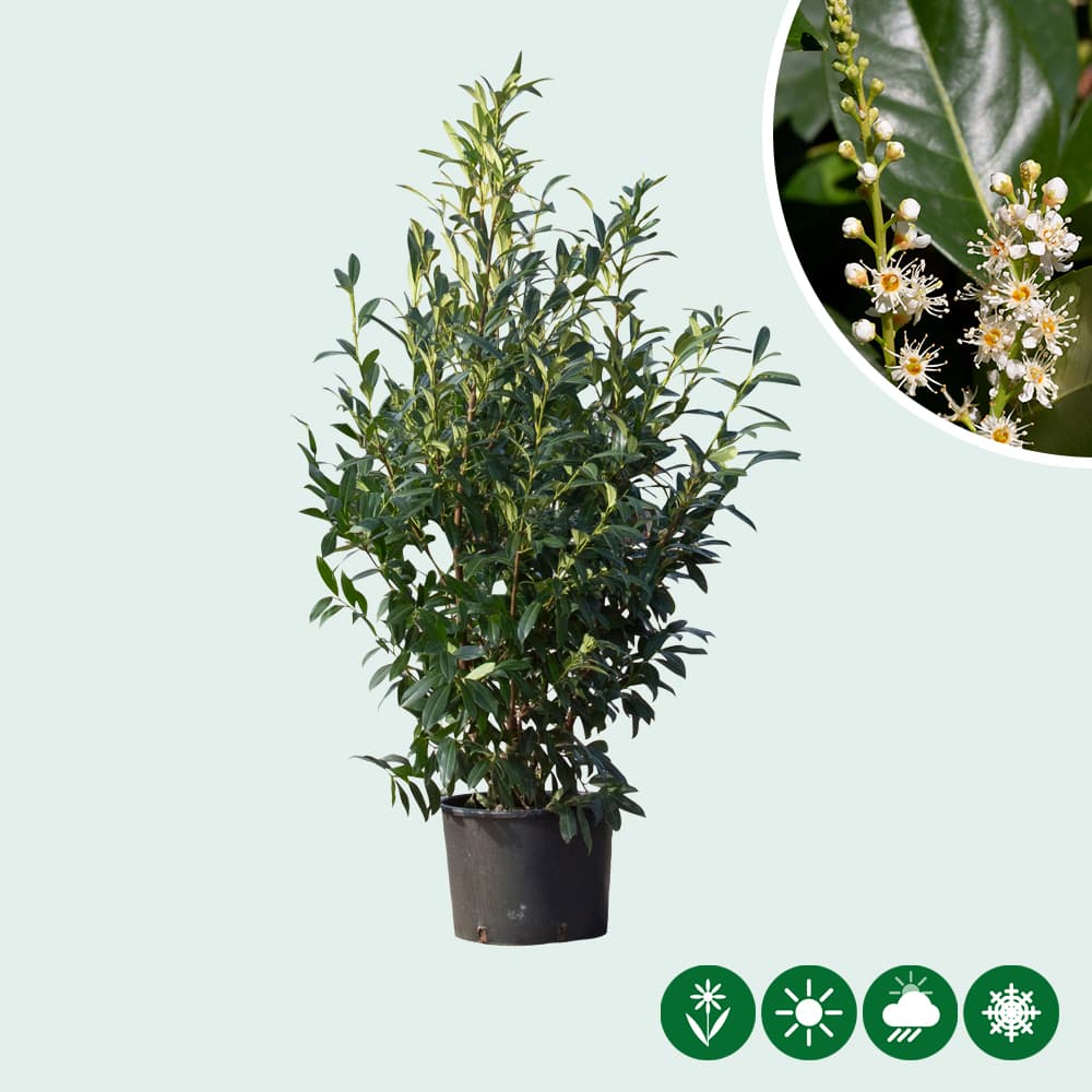 Kirschlorbeerhecke 'Novita'
