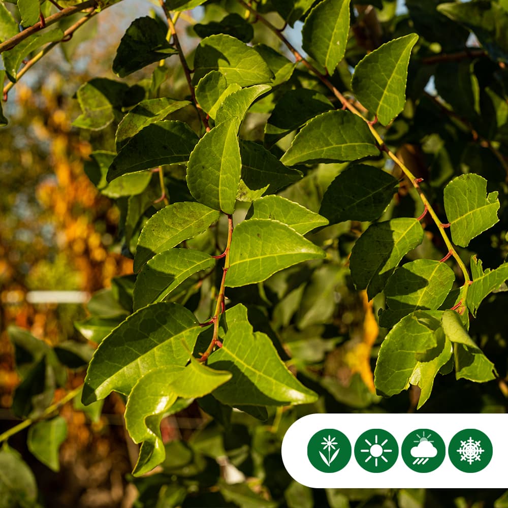 Portugiesischer Lorbeer  'Tico' Hochstamm