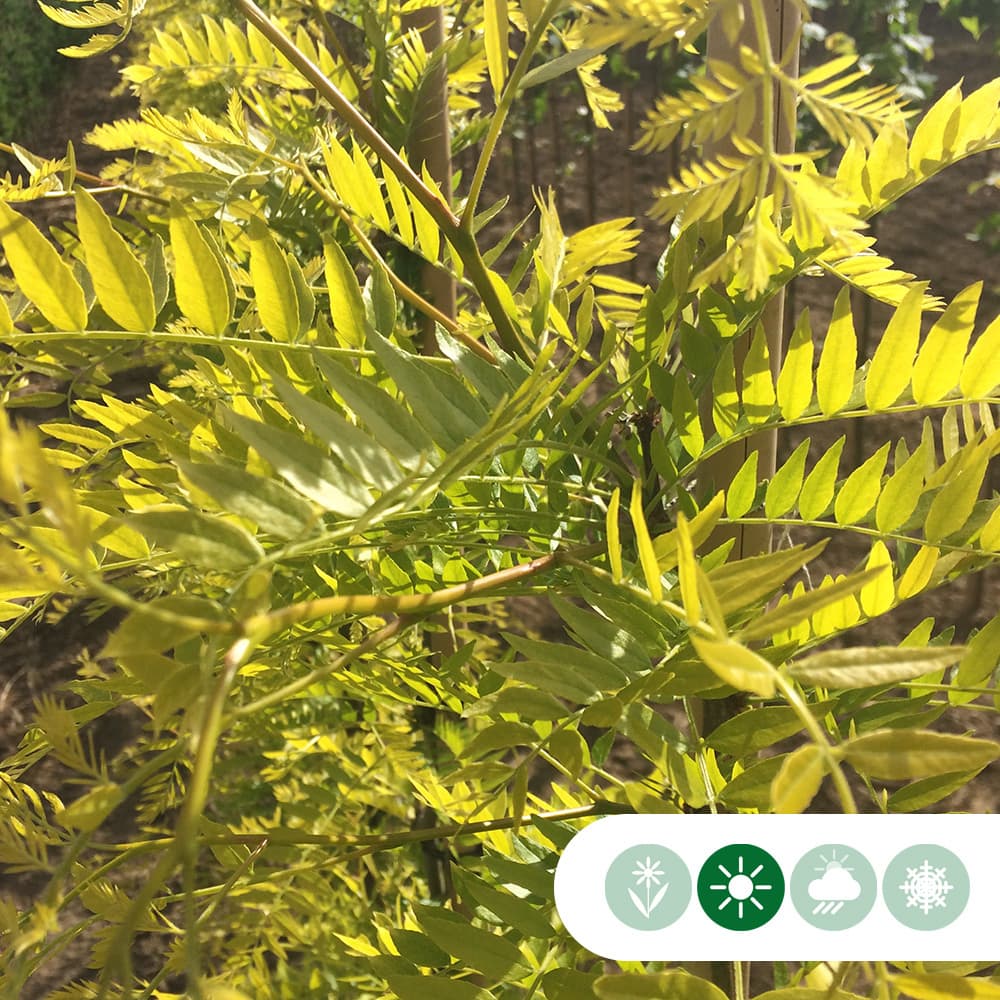 Gelber Dornenloser Lederhülsenbaum mehrstämmig