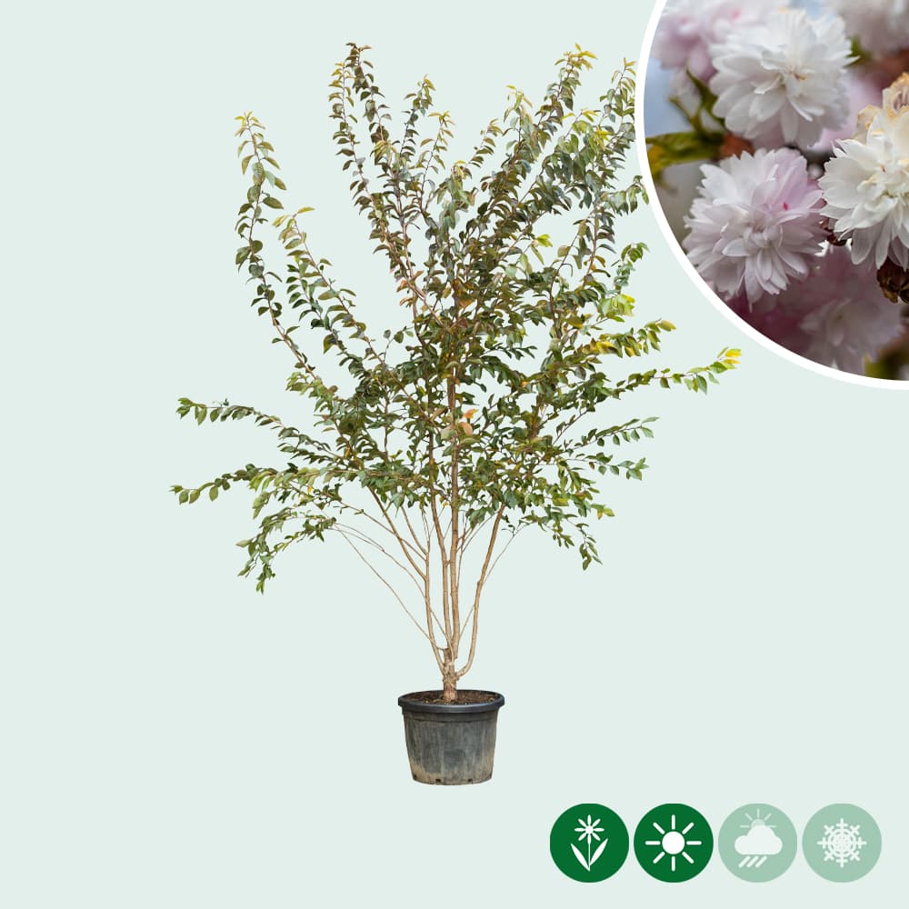 Japanische Zierkirsche 'Autumnalis Rosea' mehrstämmig