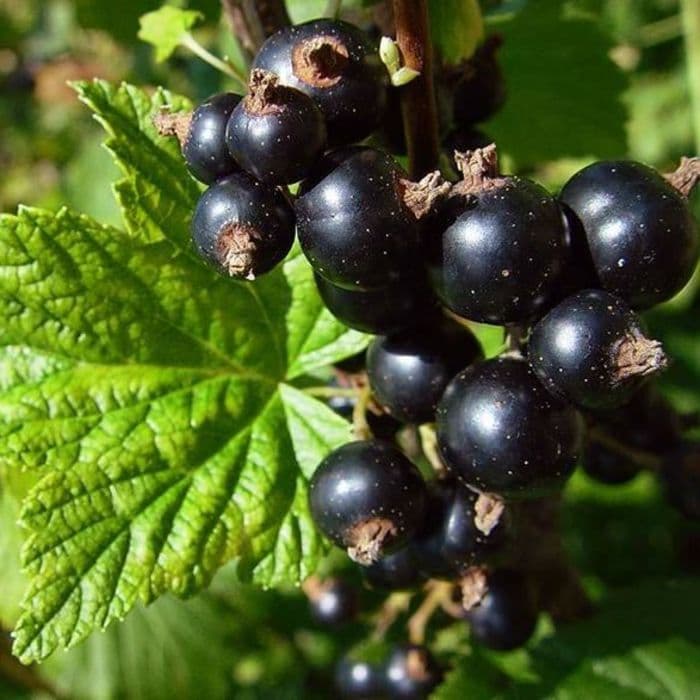 Schwarze Johannisbeere