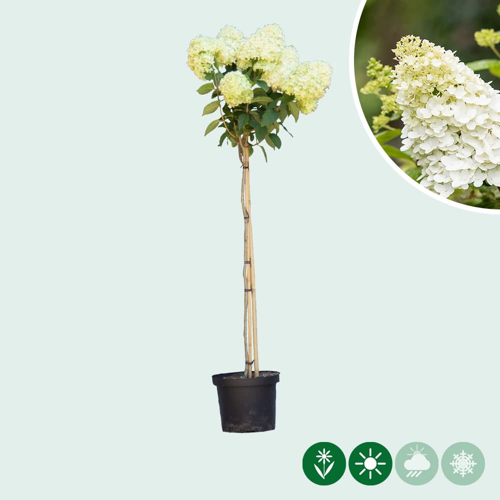 Hortensie 'Lime light' Halbstamm
