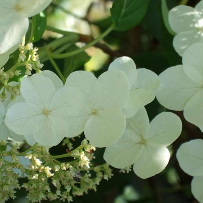Kletterhortensie