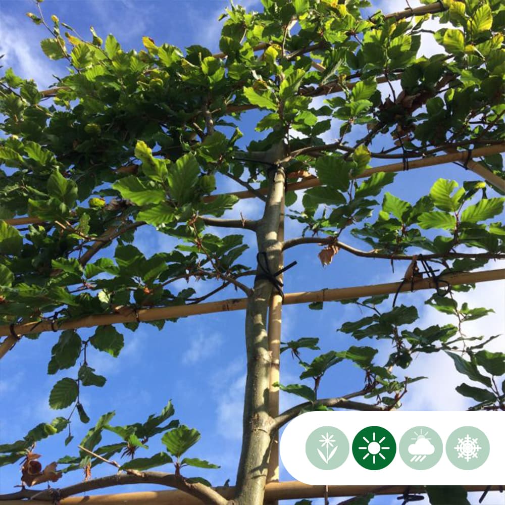 Rotbuche als Spalier