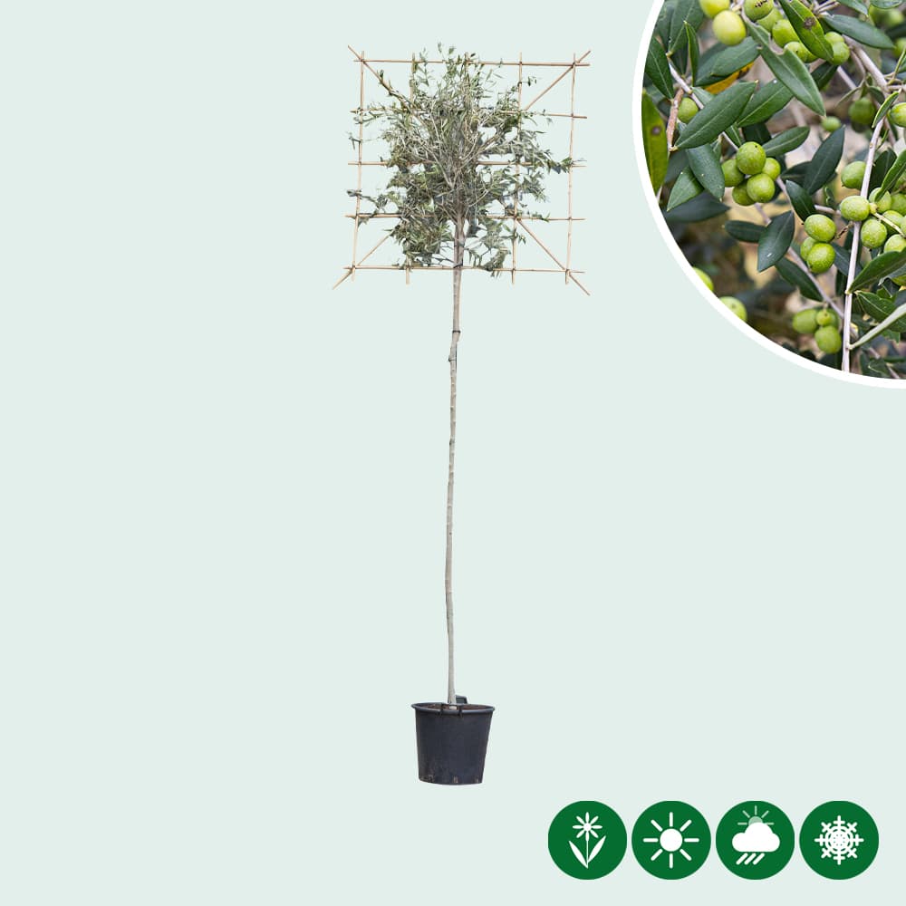 Olivenbaum als Spalier 220 cm stammhöhe