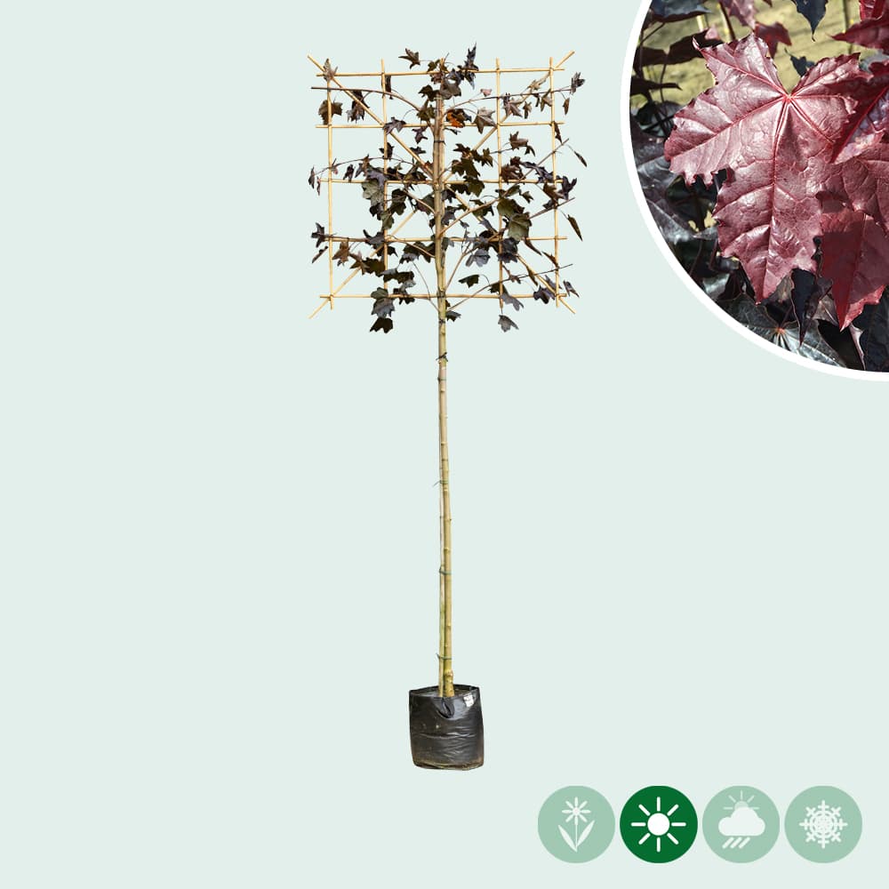 Acer pl. 'Royal Red' als Spalier