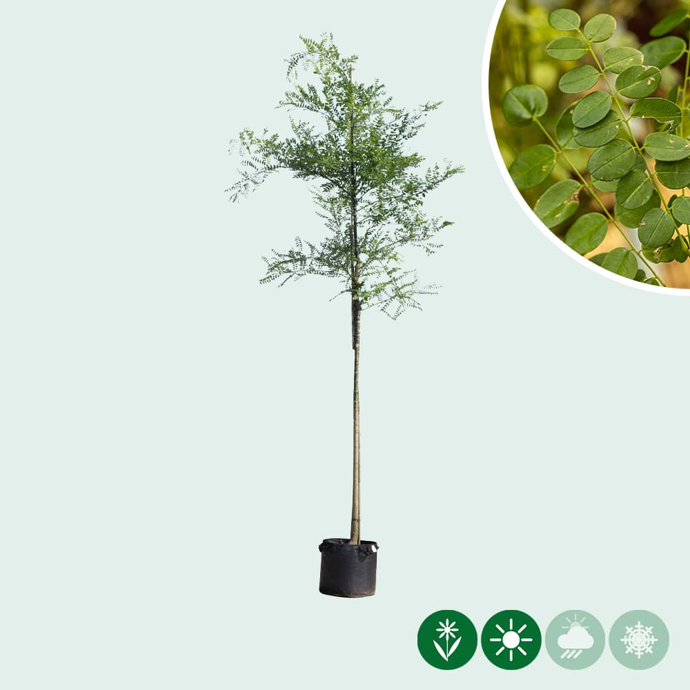 Schnurbaum
