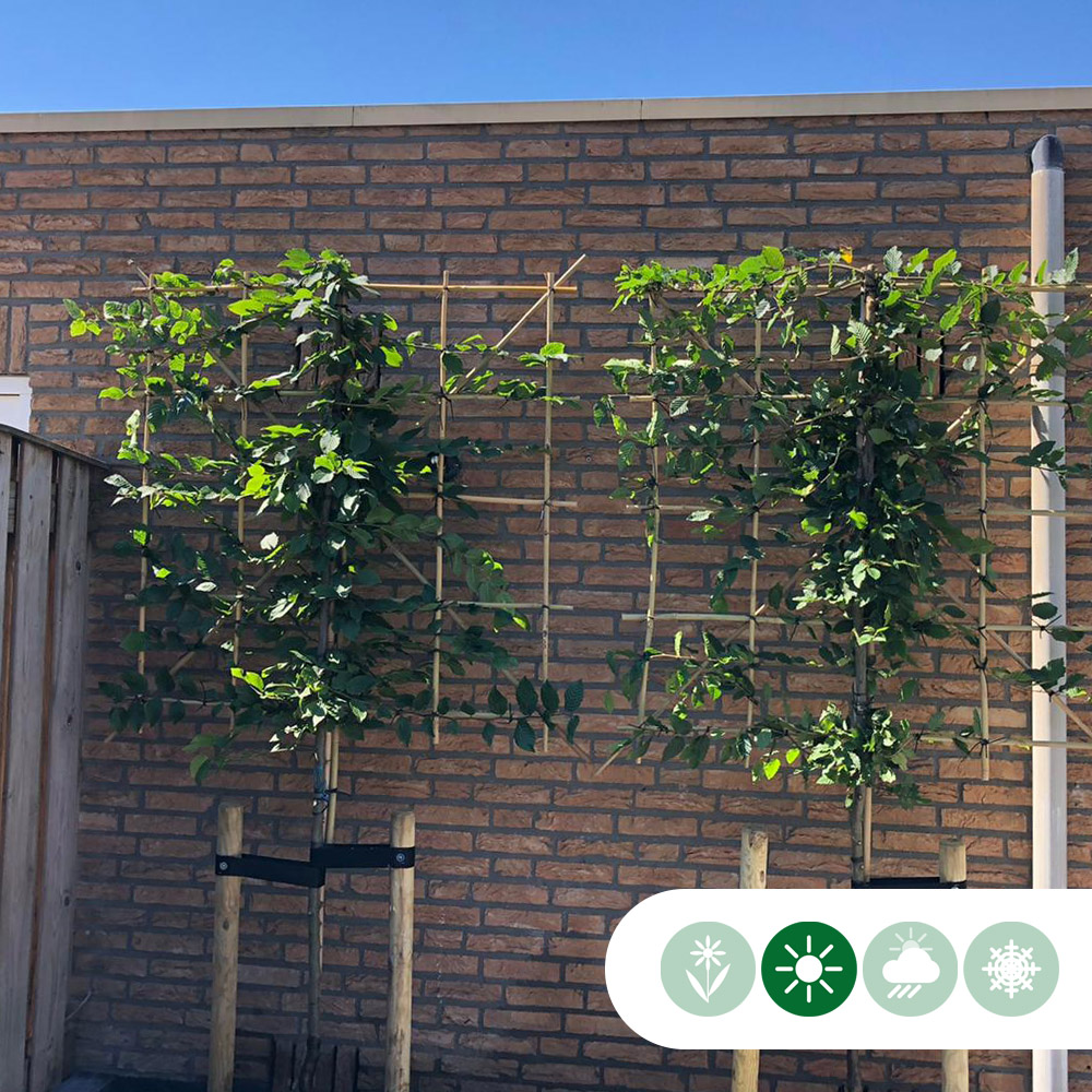 Hainbuche als Spalier