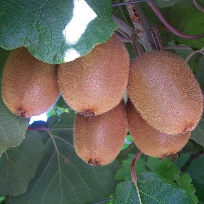 Kiwi 'Jenny'