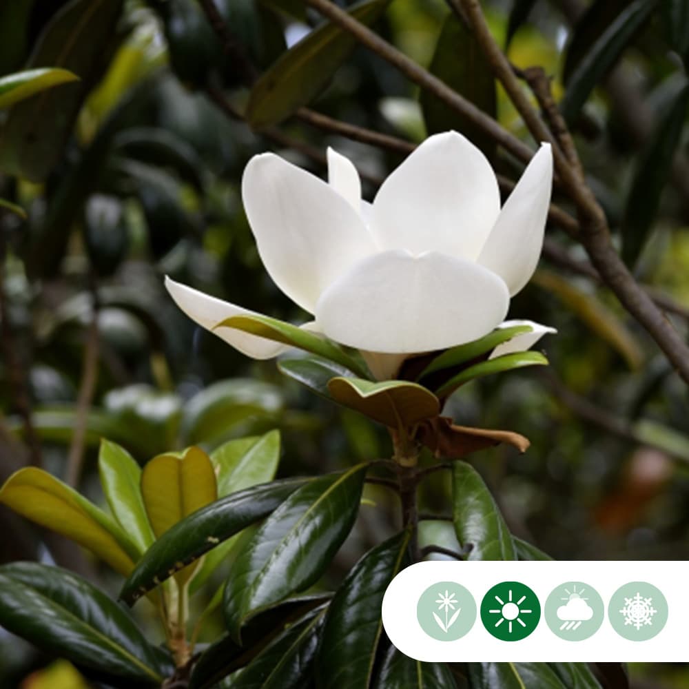 Magnolie Grandiflora Halbstamm