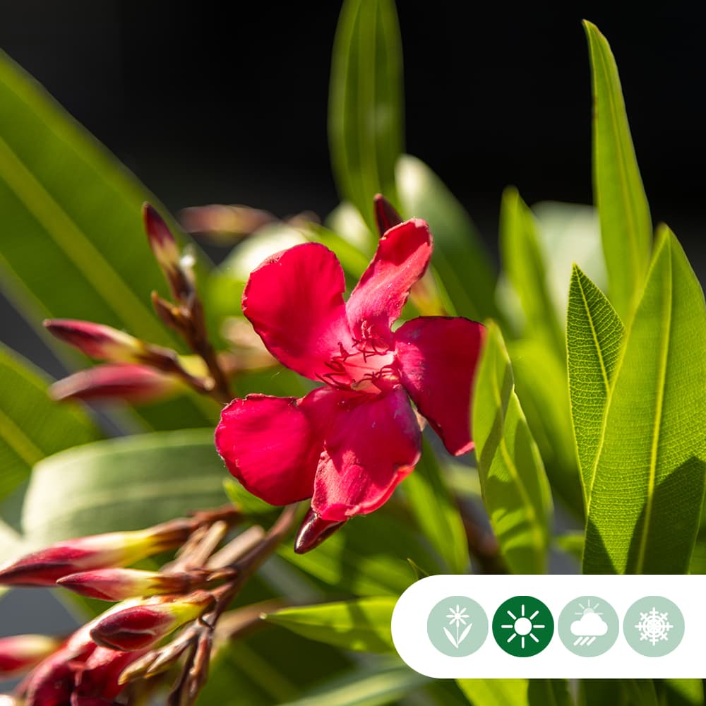 Rote oleander Hochstamm