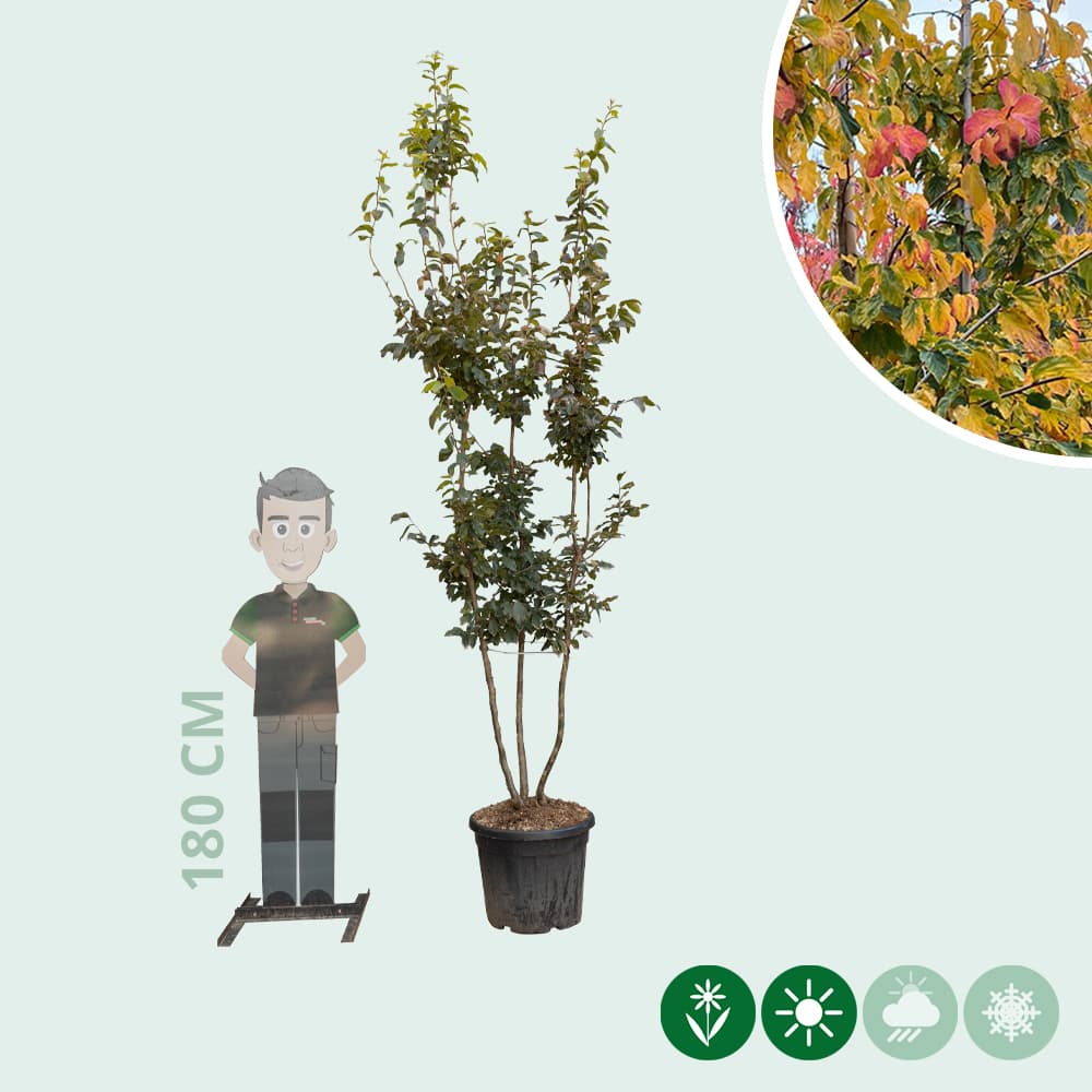 Eisenholzbaum mehrstämmig