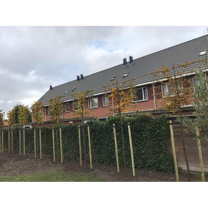 Hainbuche als Spalier