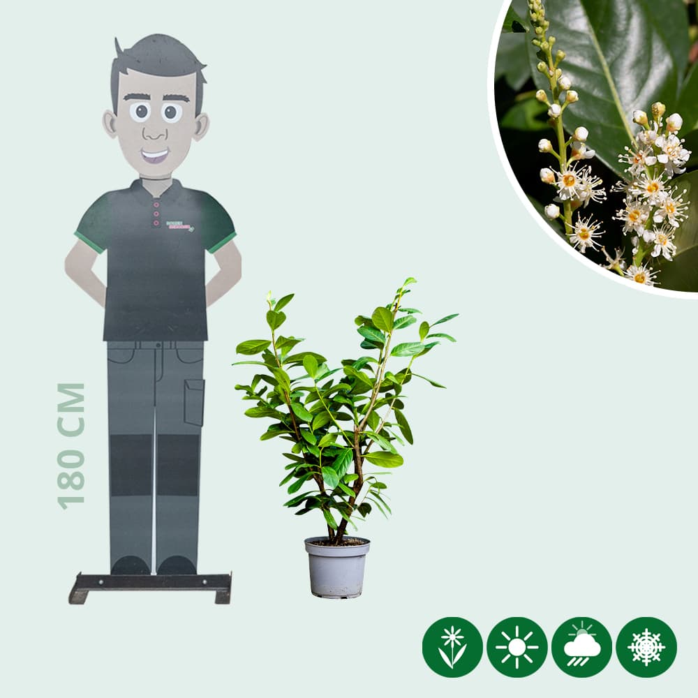 Kirschlorbeerhecke 'Novita'