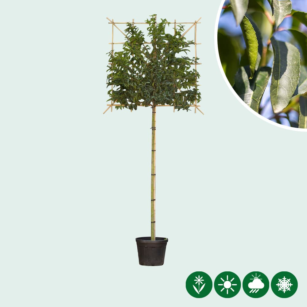 Portugiesischer Lorbeer als Spalierbaum