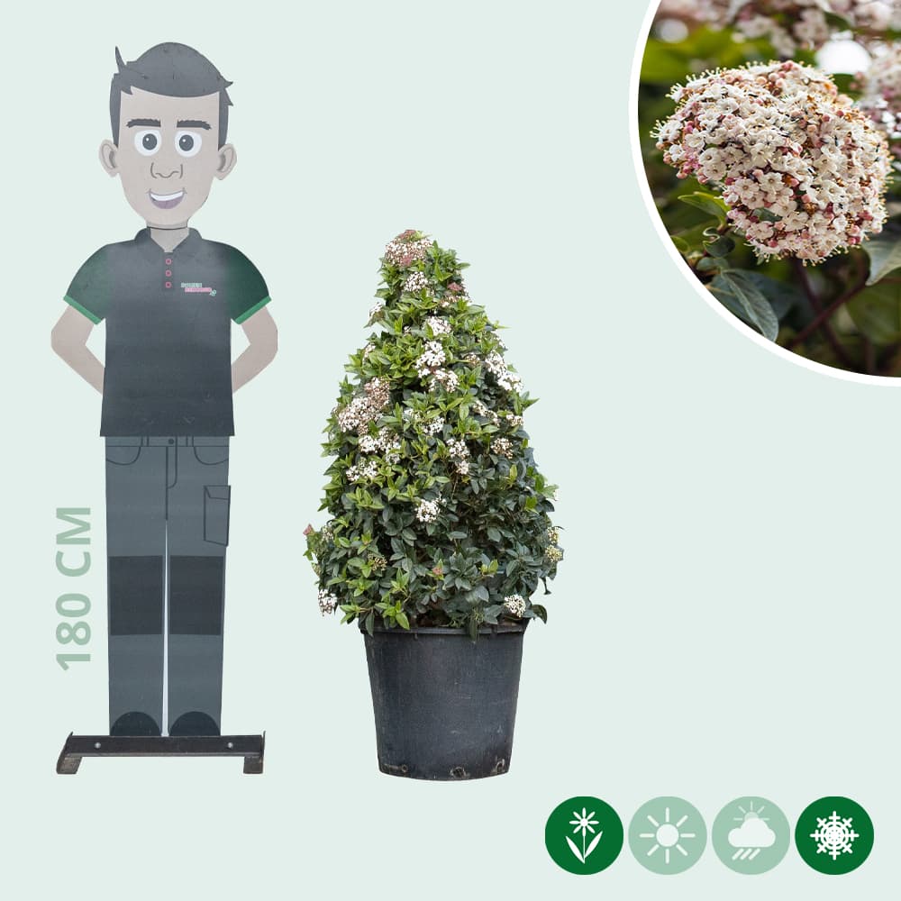 Schneeball kegelförmig