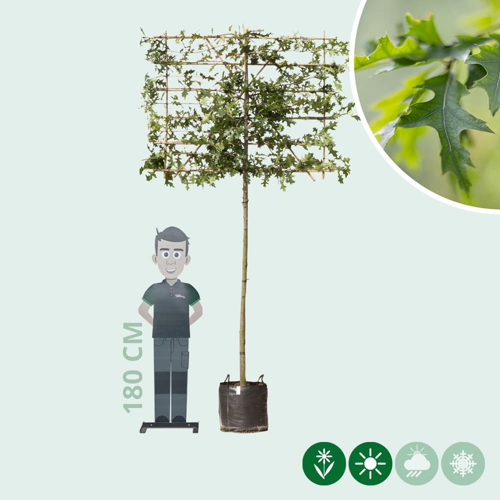 Sumpfeiche als Spalier