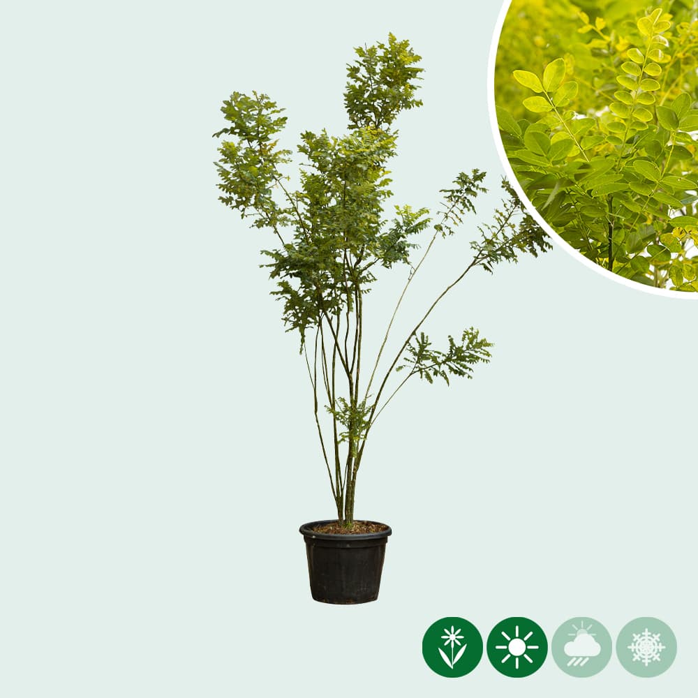 Schnurbaum