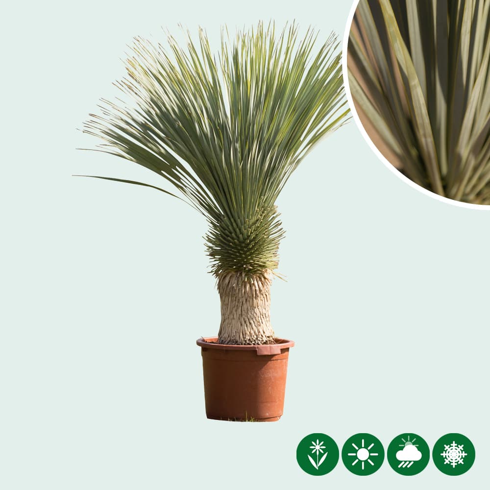 Palmlilie Yucca