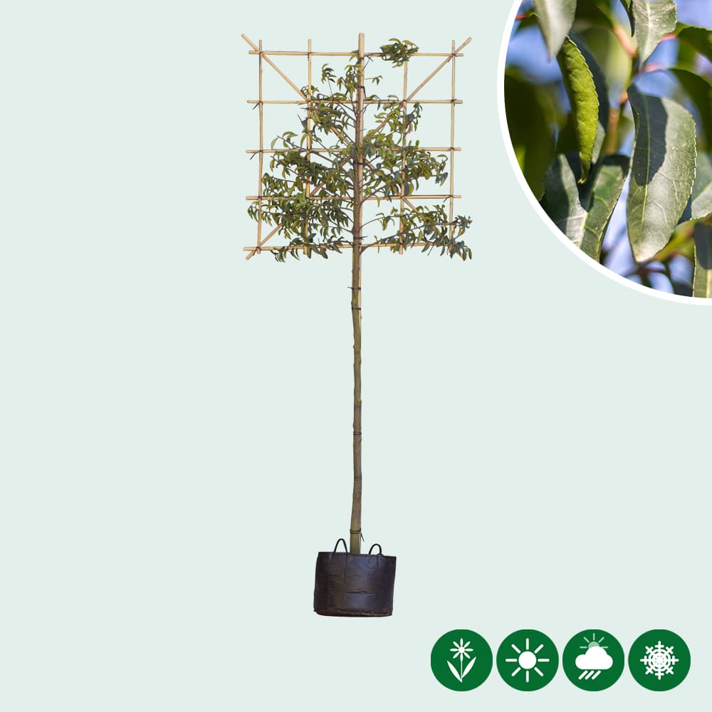 Portugiesischer Lorbeer als Spalierbaum
