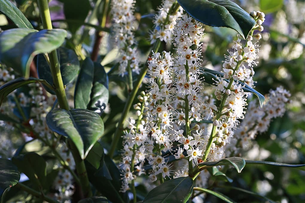 Kirschlorbeer als Spalier