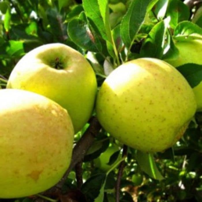 Apfelbaum Malus D. Golden Delicious