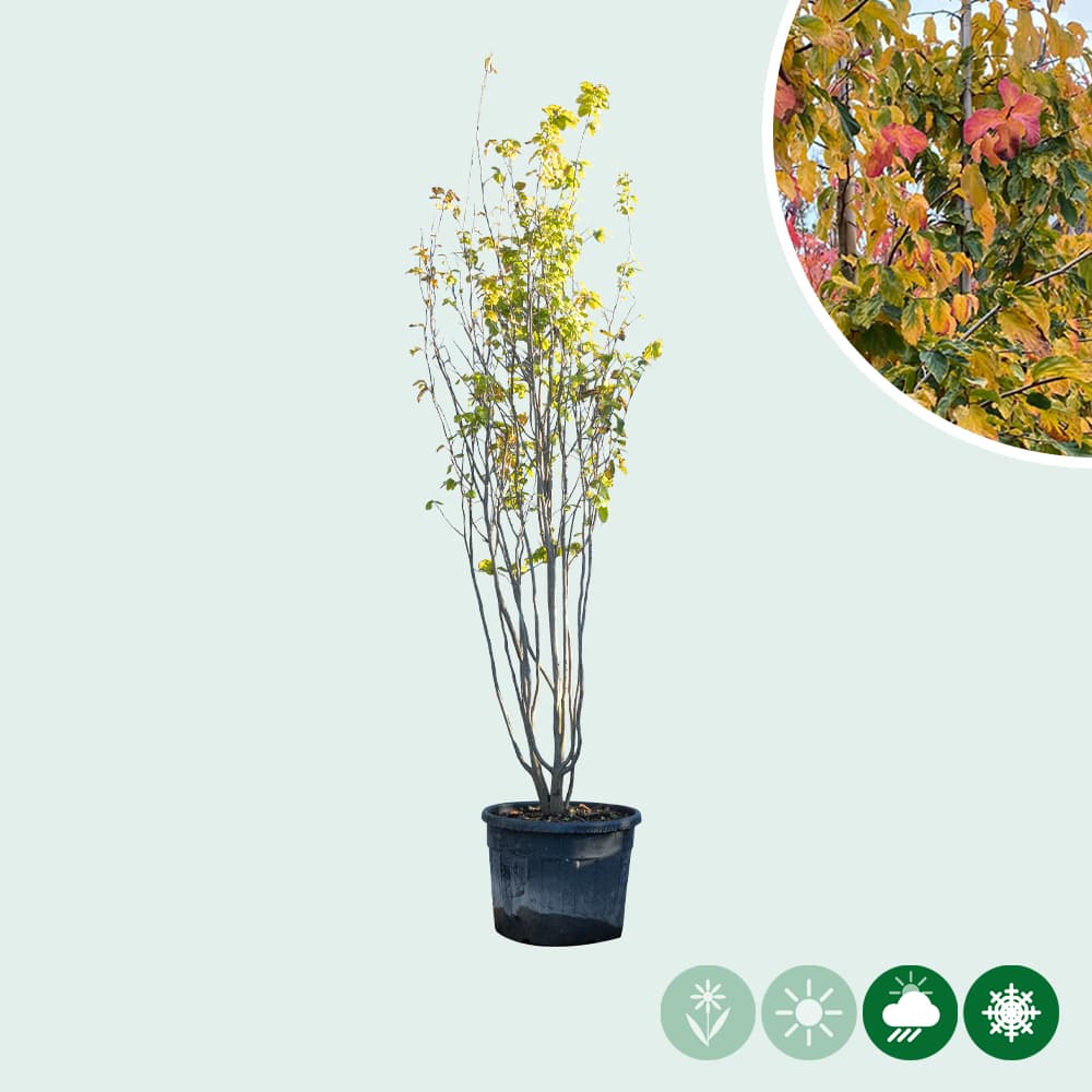 Eisenholzbaum mehrstämmig