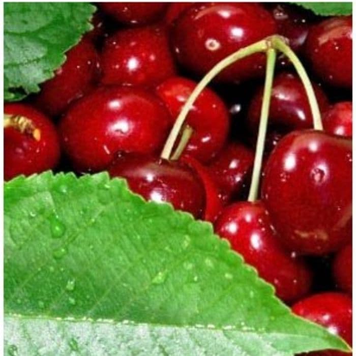 Prunus avium Hedelfinger 2